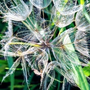 Meet your Posher, Dawn